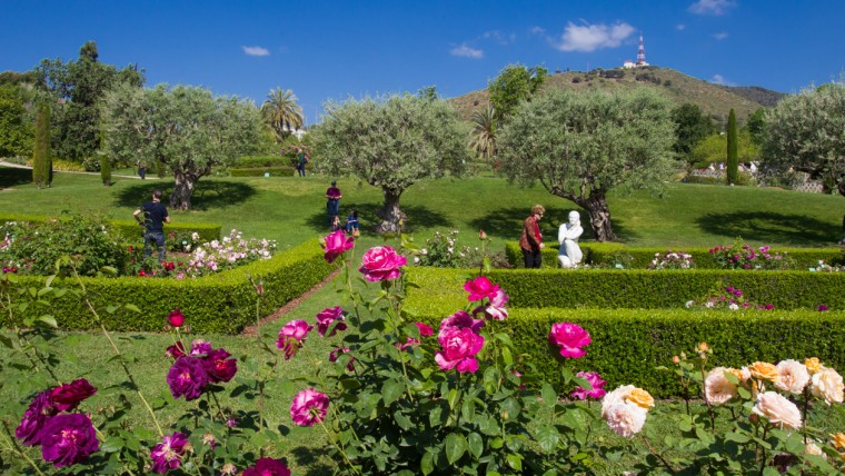 Les roses de Barcelona