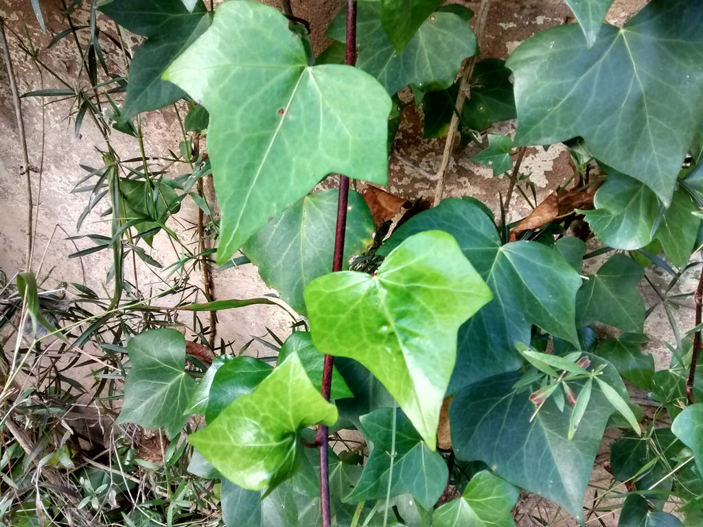 El raconet de l’Aula Ambiental: Contes i recursos per a la sostenibilitat i Taller del Verd en Família!