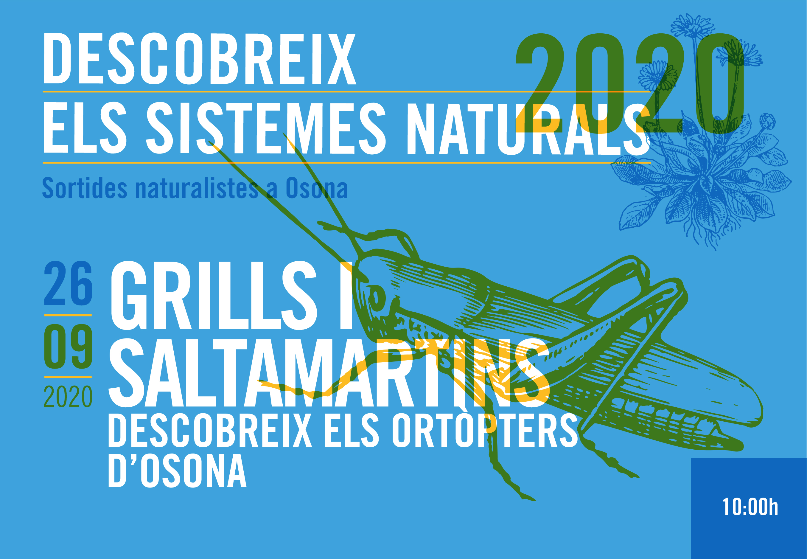 Grills i saltamartins. Descobreix els ortòpters d'Osona