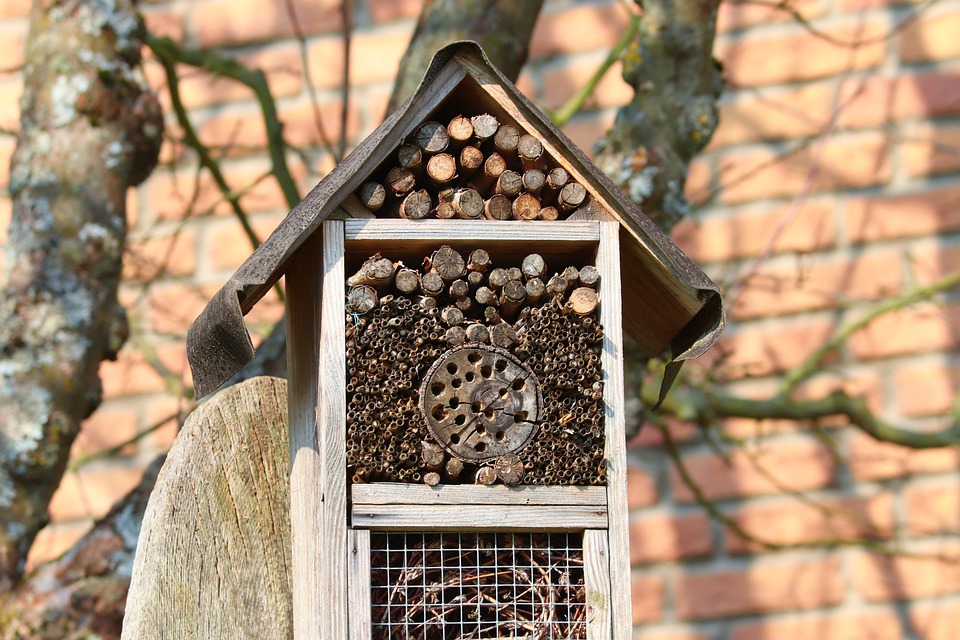 Taller: Qui viu aquí? L'Hotel d'insectes