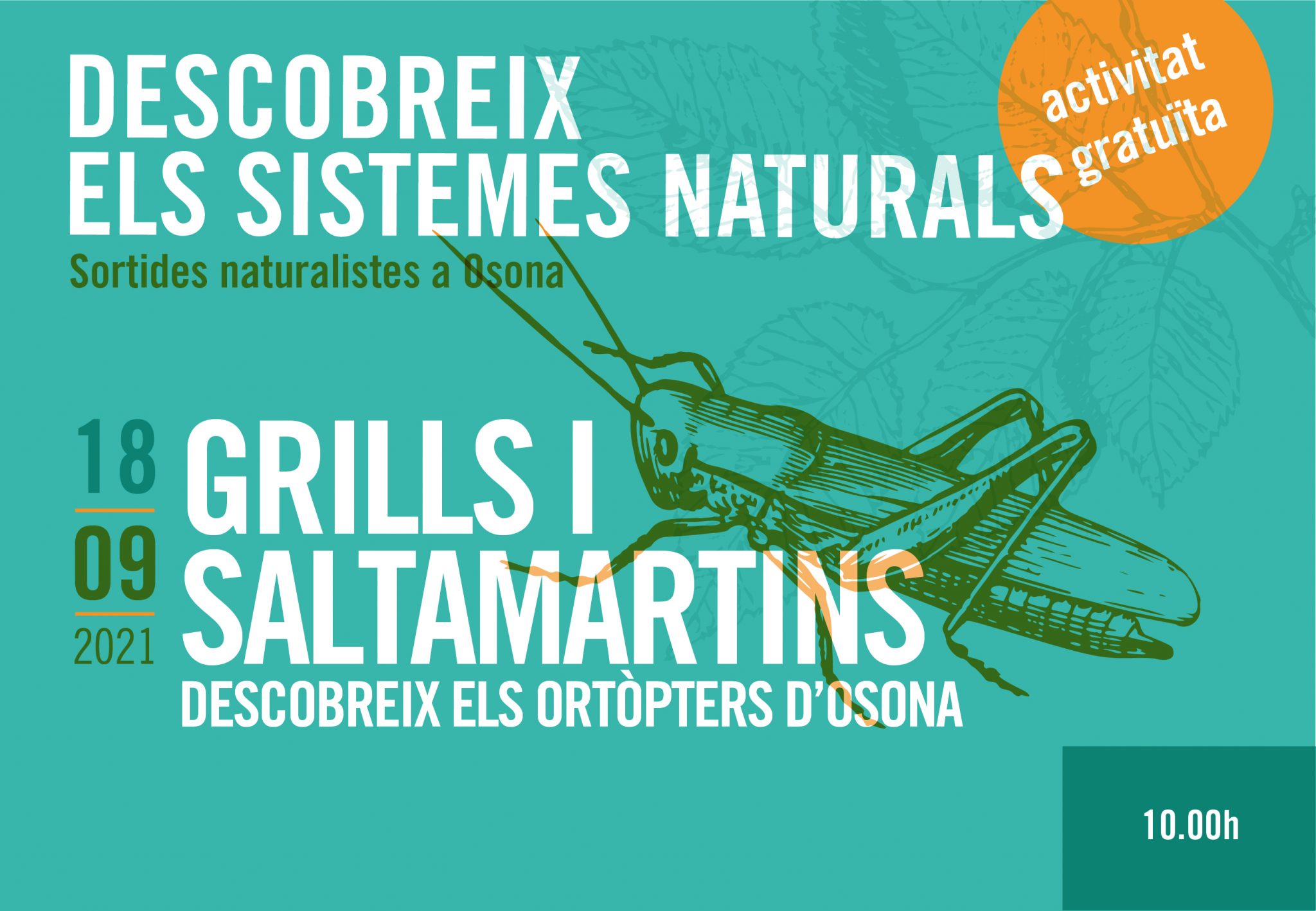 Sortides naturalistes a Osona. Grills i saltamartins. Descobreix els ortòpters d’Osona.