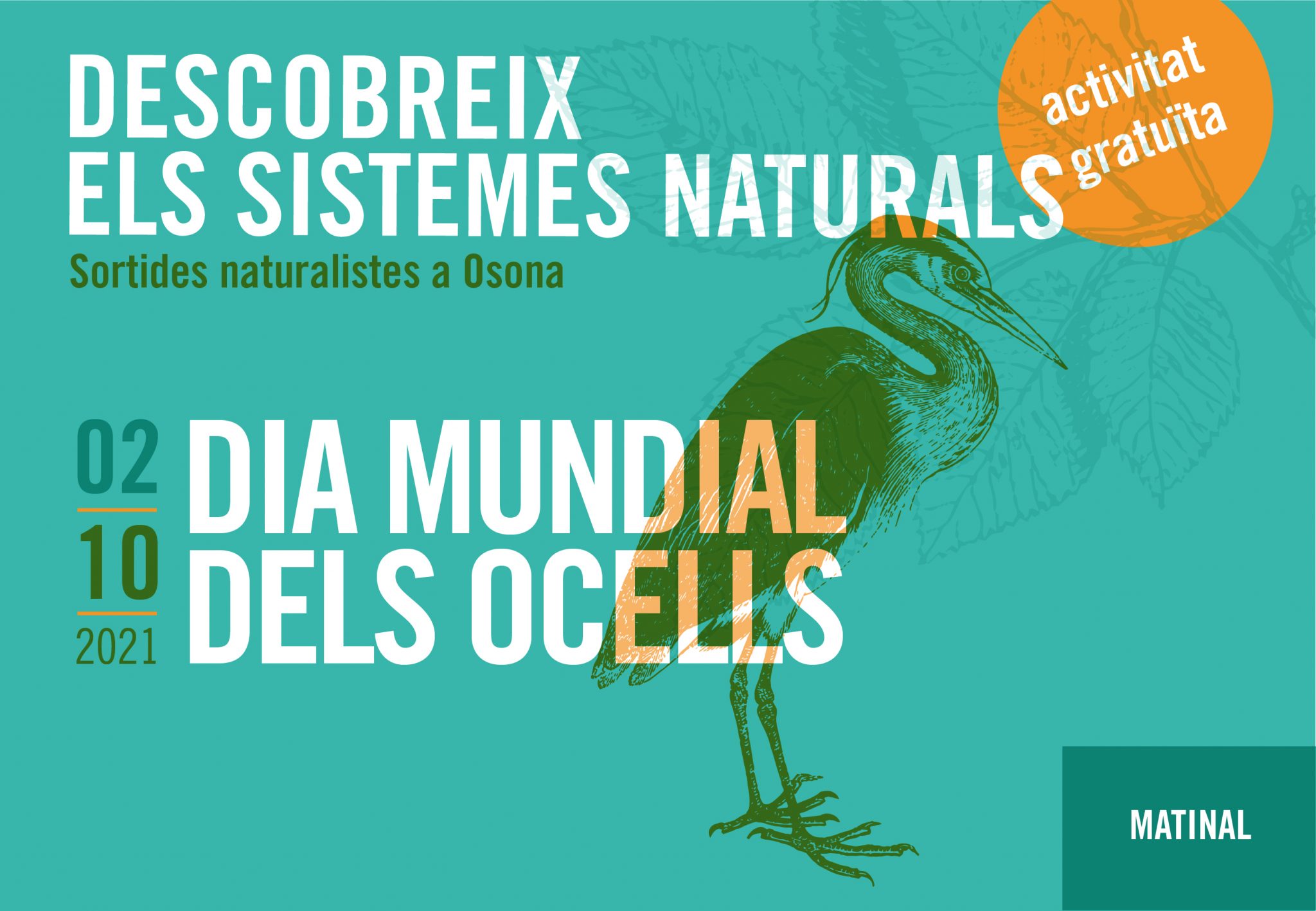 Sortides naturalistes a Osona. Dia Mundial dels ocells