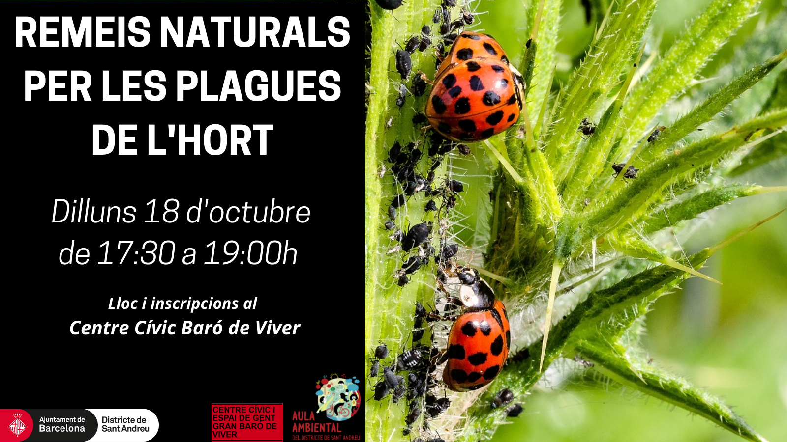 Taller: Remeis naturals per les plagues de l'hort