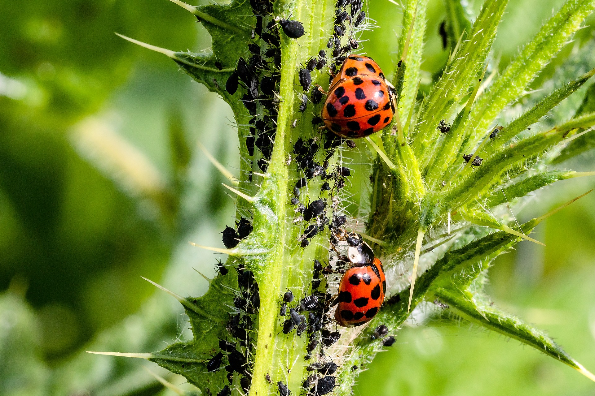 Receptes naturals per combatre les plagues de l'hort