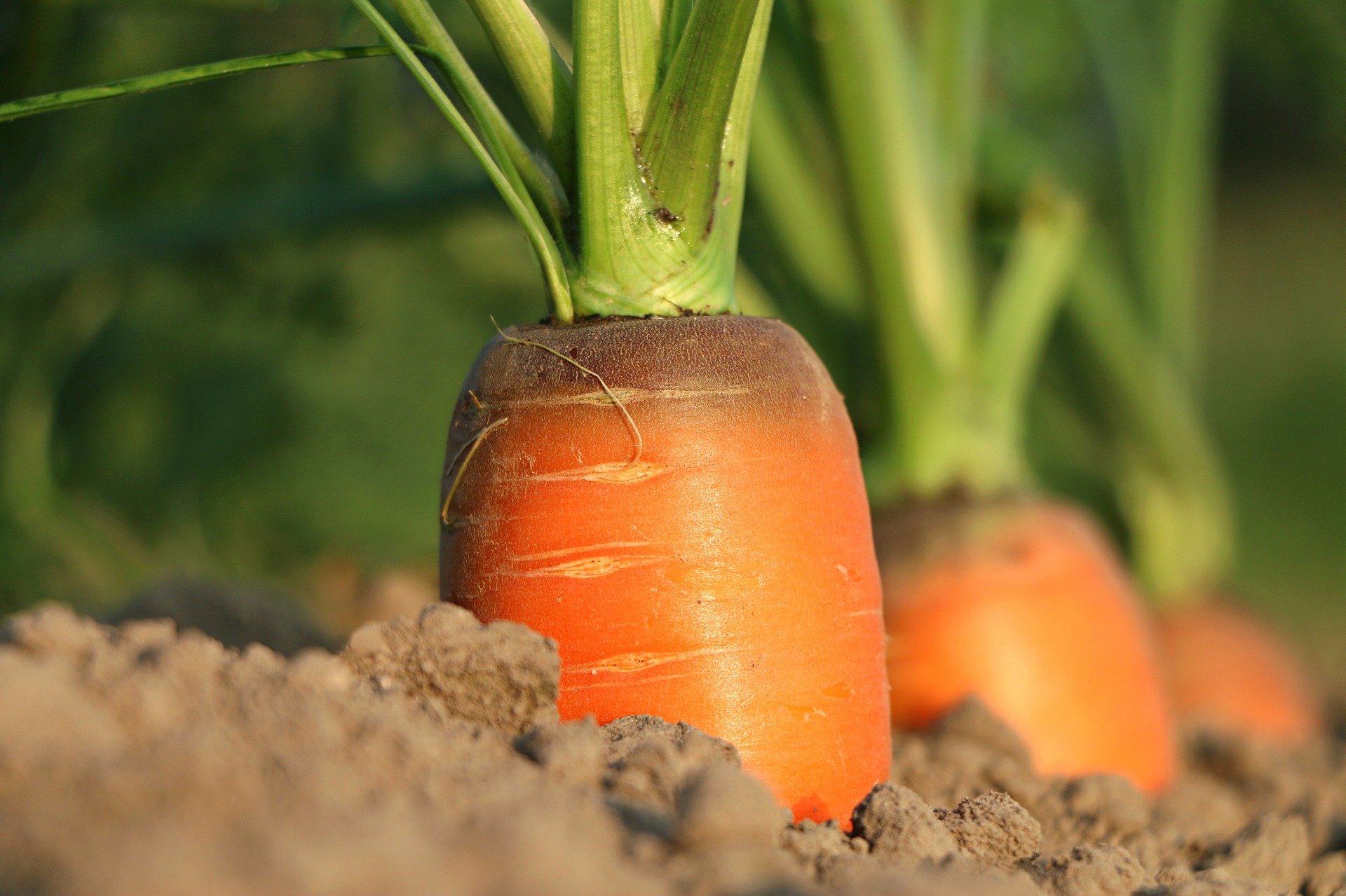 Taller de planter i llavors