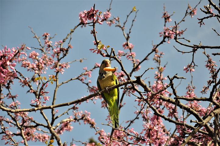 Escoltem la Natura