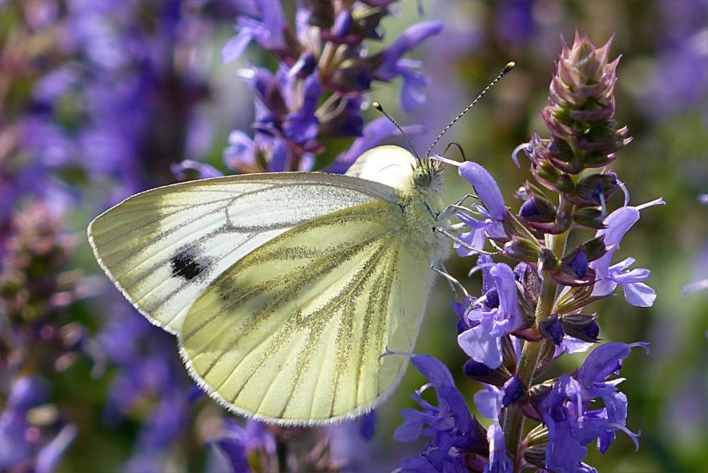 Papallones i mosquits dins la ciutat: Fent ciència ciutadana a ritme ràpid