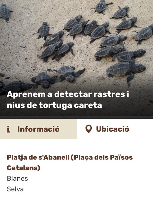 Aprenem a detectar rastres i nius de tortuga careta