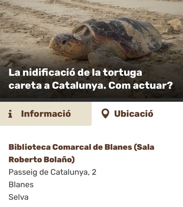 La nidificació de la tortuga careta a Catalunya. Com actuar?