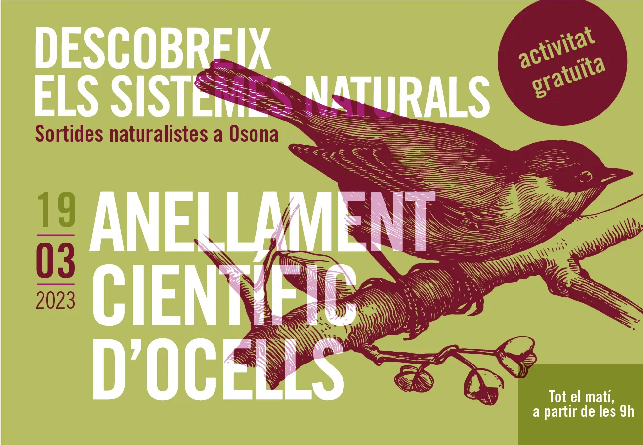 Anellament científic d’ocells. Sortides Naturalistes a Osona