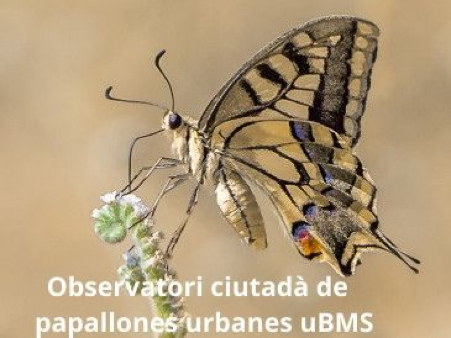 uBMS: Mostreig de papallones