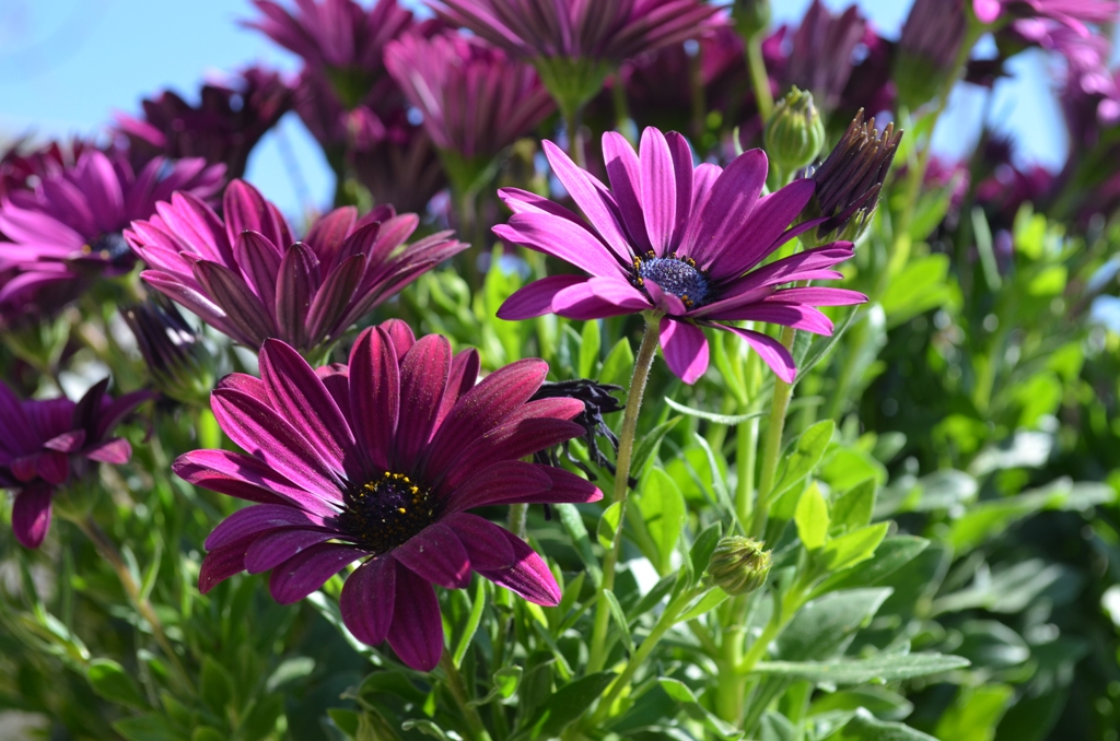 Flors d’estiu a L’Hospitalet. Una passejada pels jardins de la ciutat