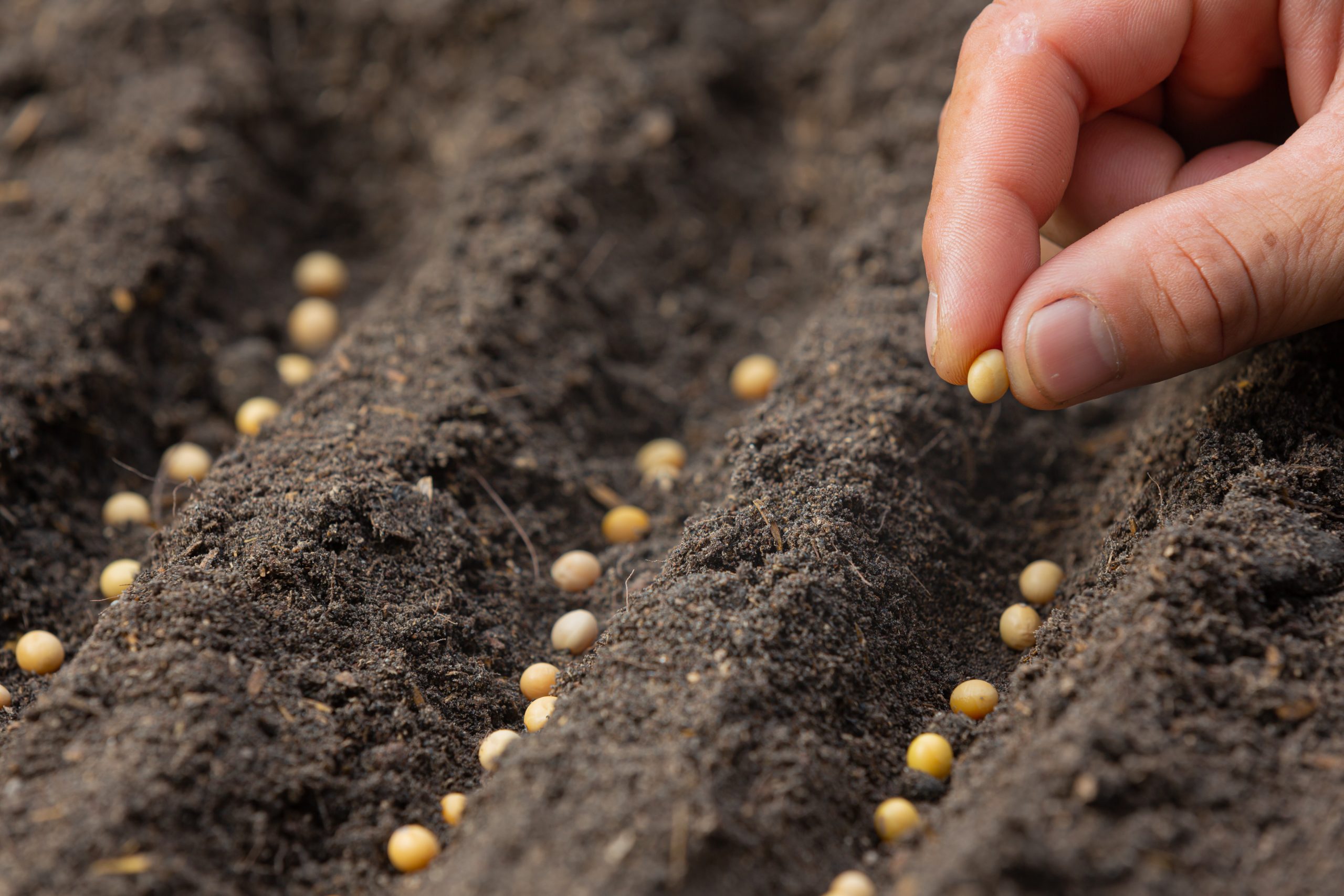 Com recollir, preservar i plantar llavors?