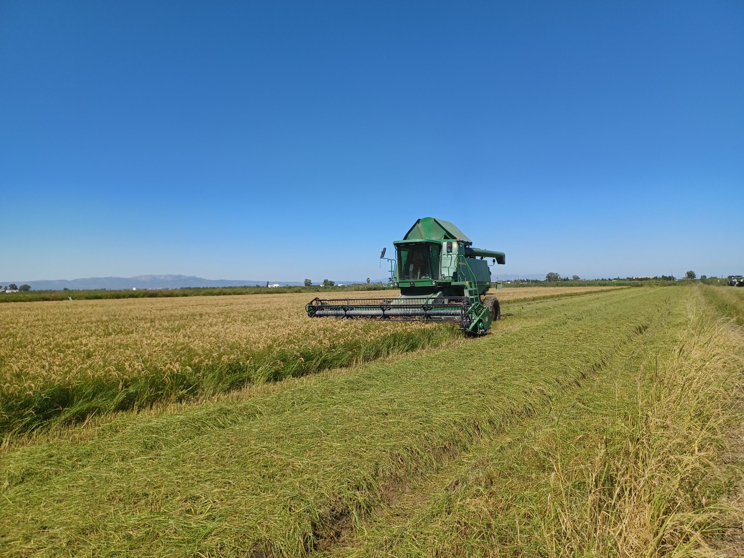 Curs gratuït de producció ecològica d'arròs